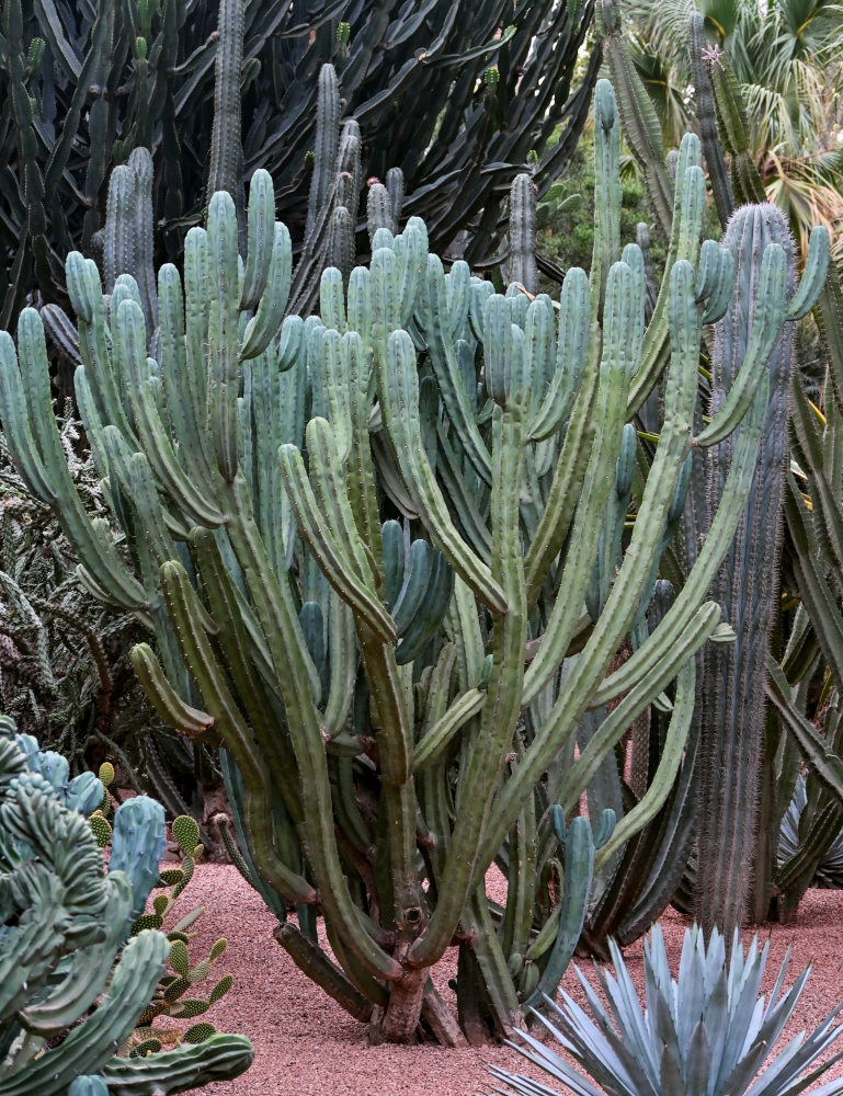 Image of Myrtillocactus geometrizans specimen.