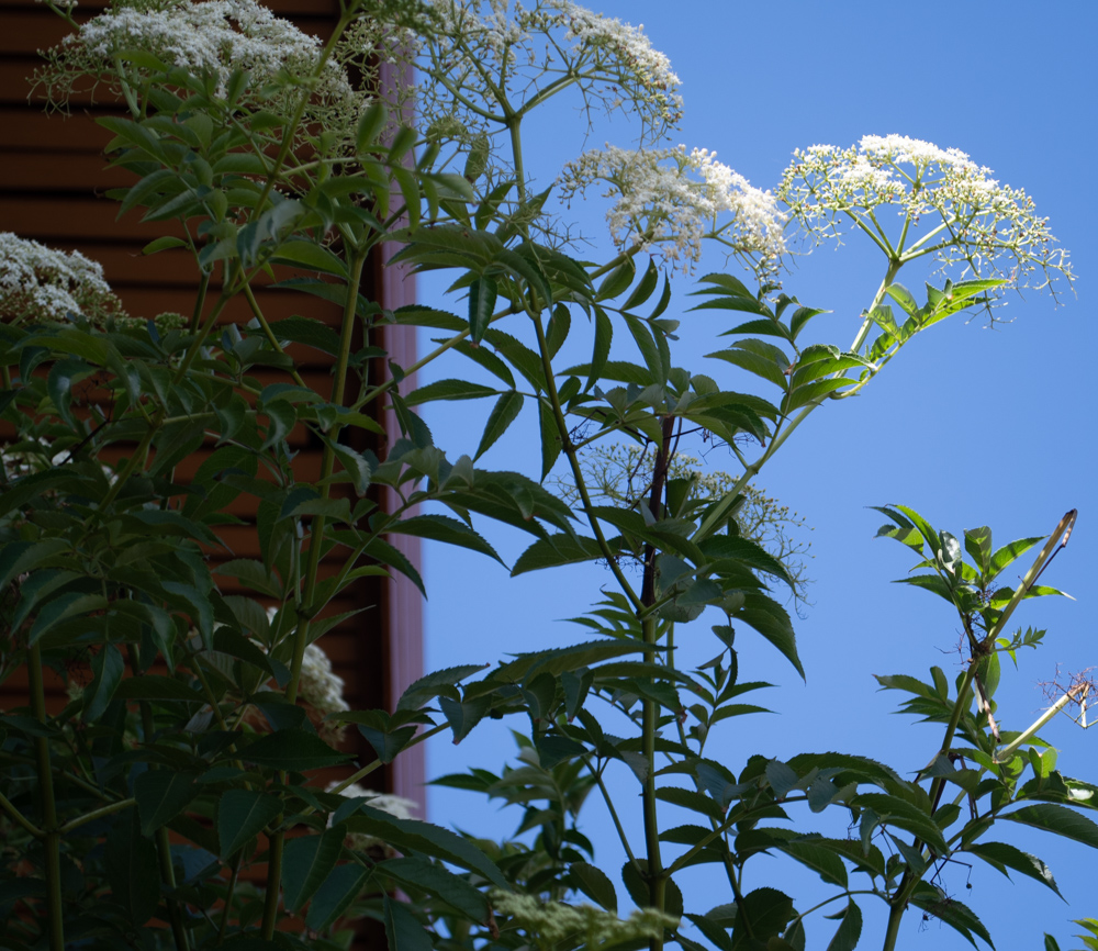 Image of Sambucus mexicana specimen.