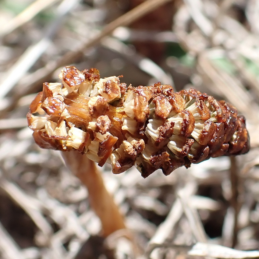 Изображение особи Equisetum arvense.