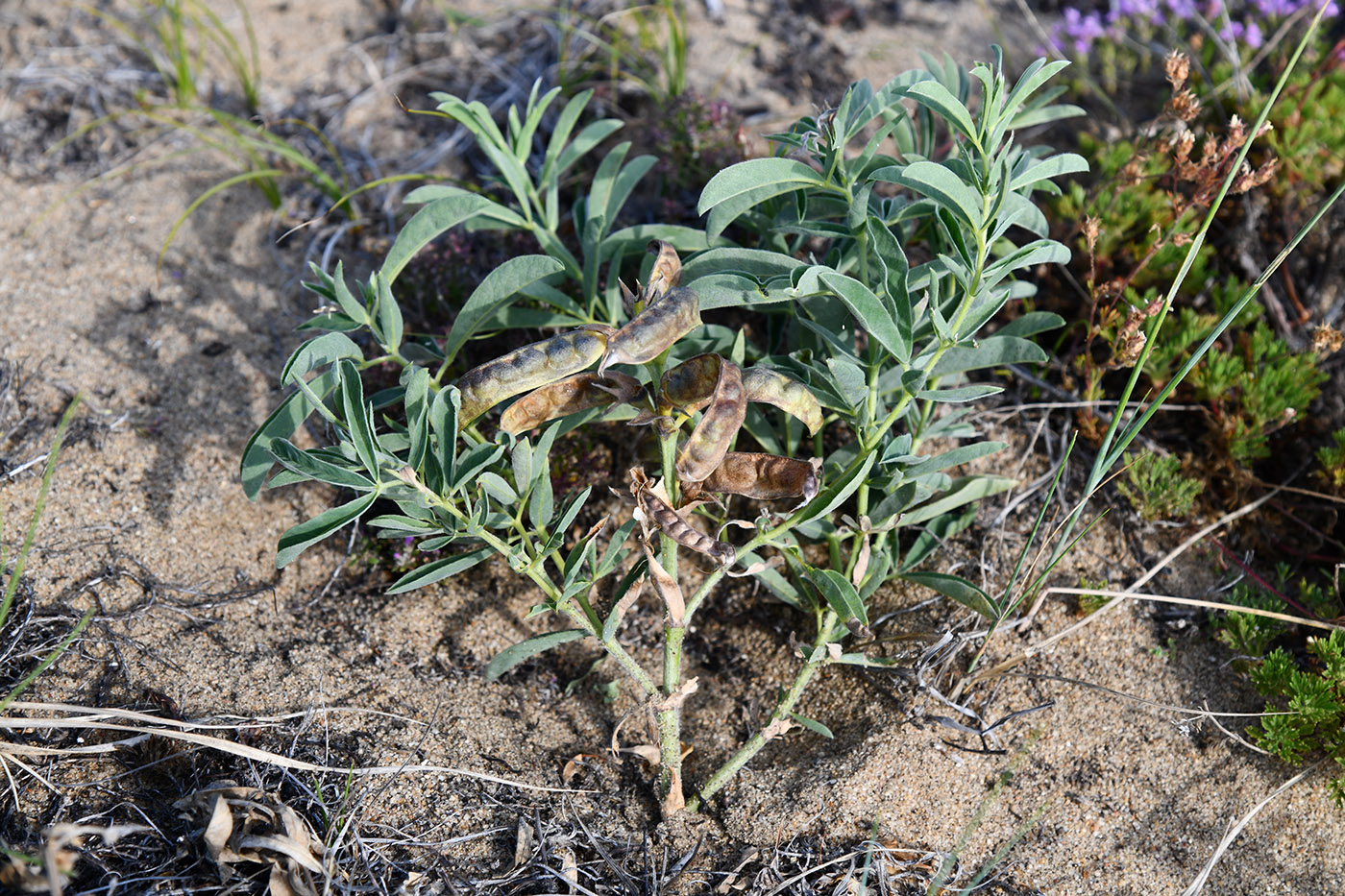 Image of Thermopsis lanceolata specimen.