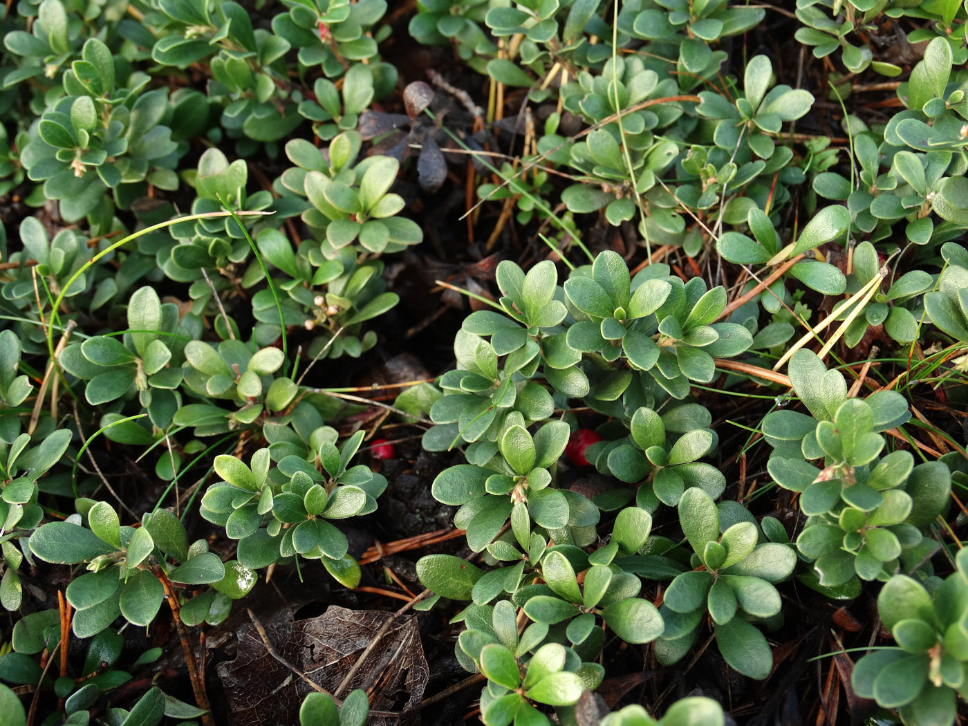 Image of Arctostaphylos uva-ursi specimen.