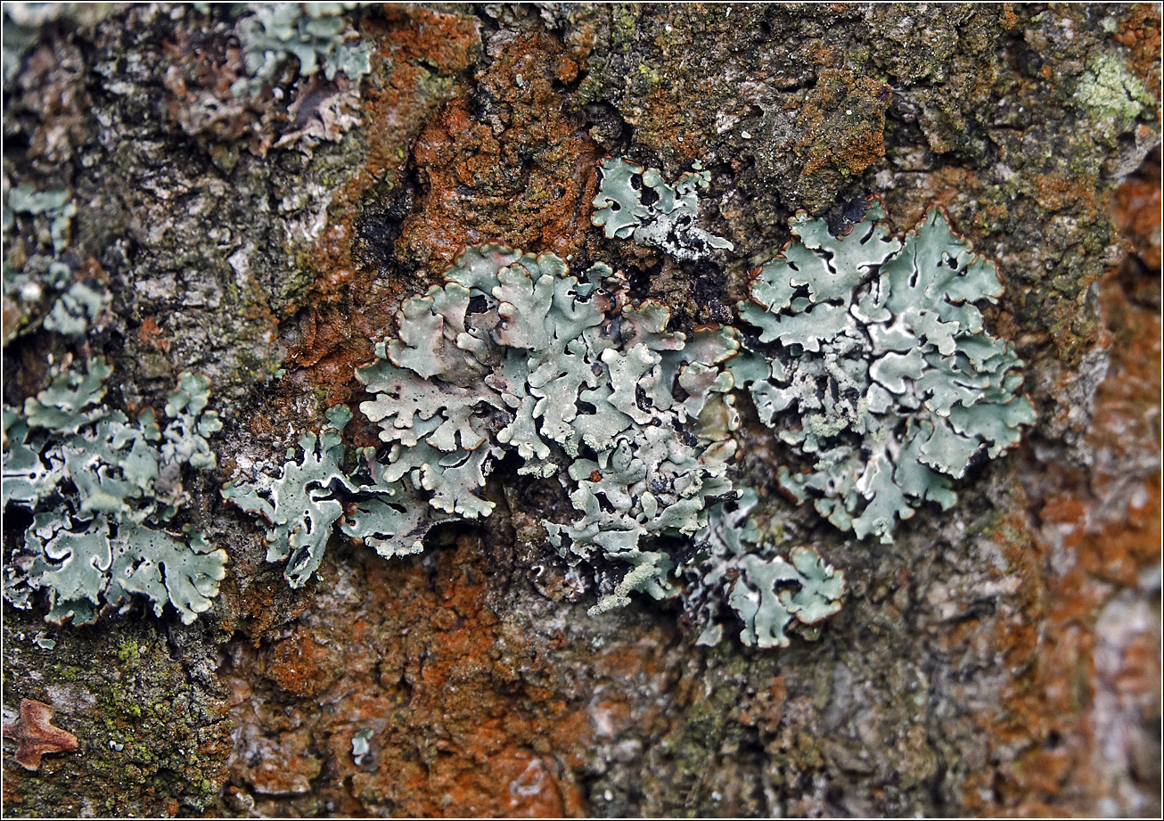 Image of Hypogymnia physodes specimen.