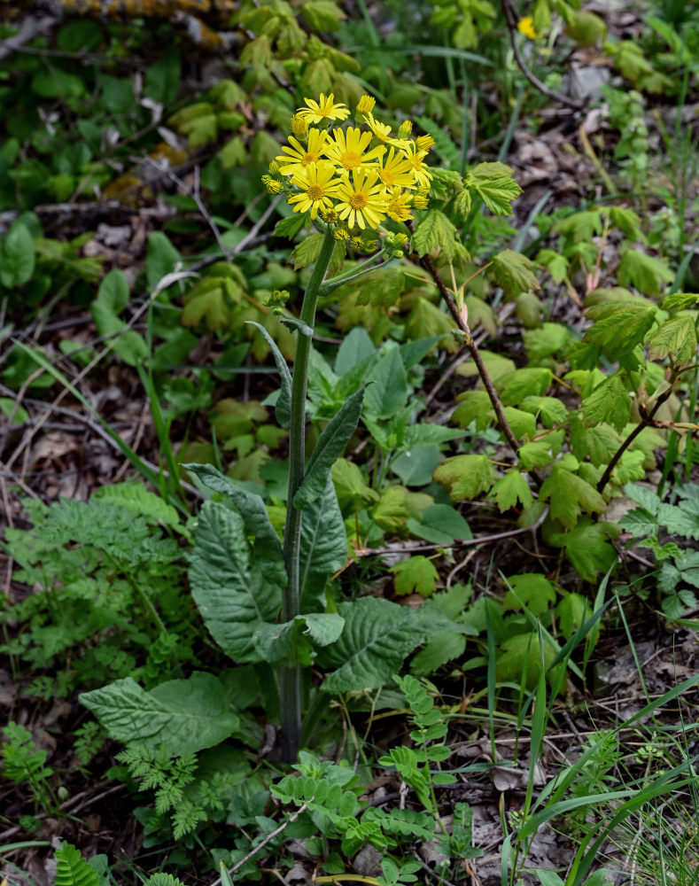 Изображение особи Tephroseris cladobotrys.