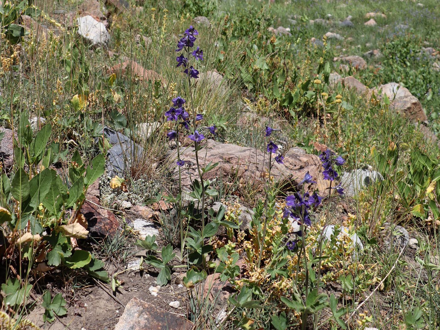 Изображение особи Delphinium oreophilum.