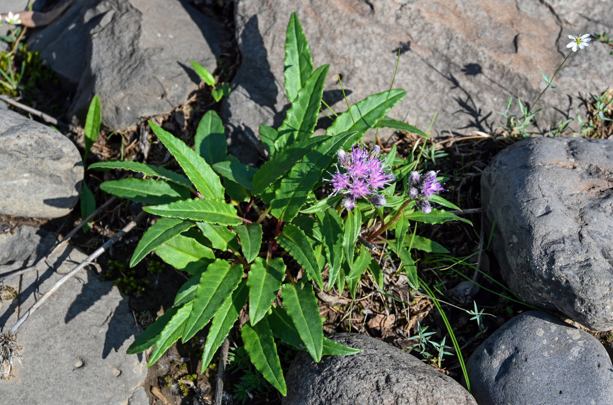 Изображение особи Saussurea tilesii.