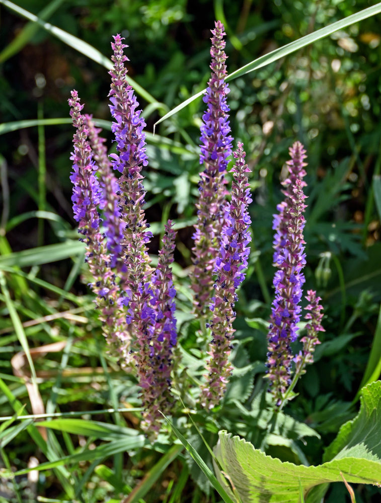 Изображение особи Salvia nemorosa.