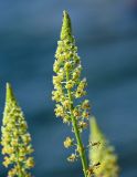 Reseda lutea. Соцветие. Армения, обл. Гегаркуник, берег оз. Севан, окр. с. Норашен, ≈ 1900 м н.у.м., каменистый участок берега. 21.06.2022.