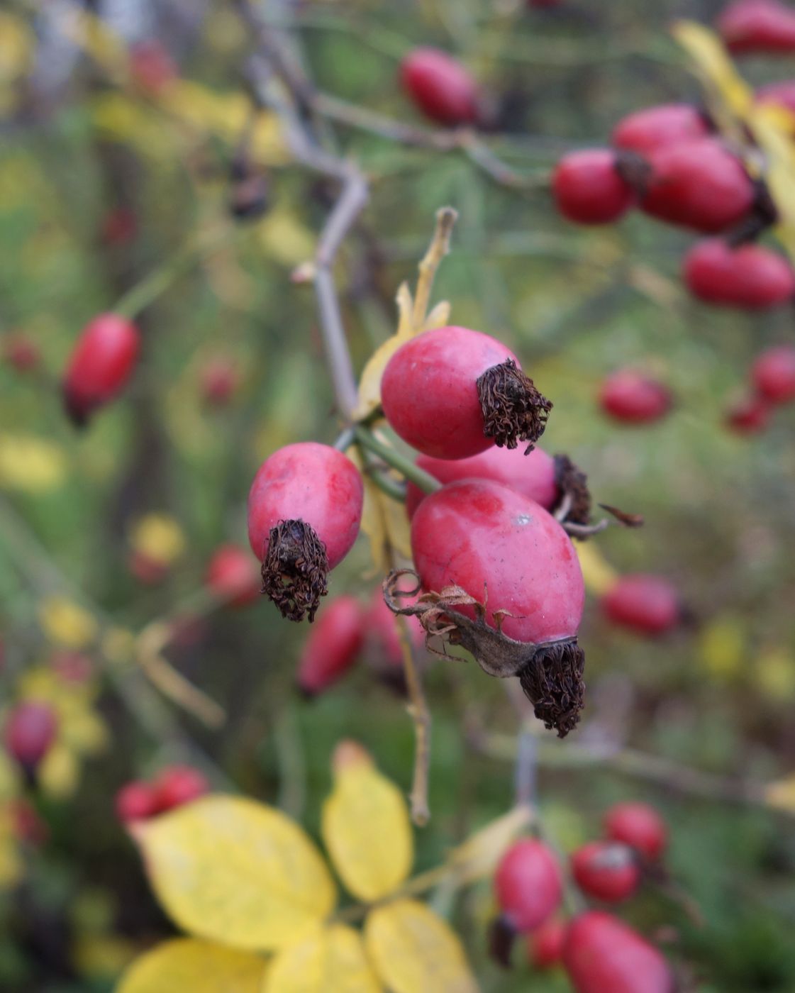 Изображение особи род Rosa.