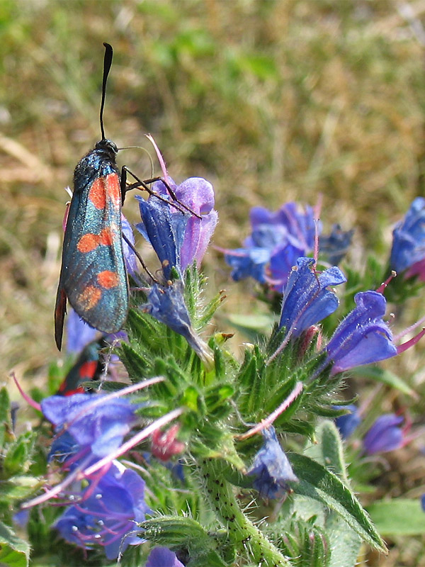 Image of Echium vulgare specimen.