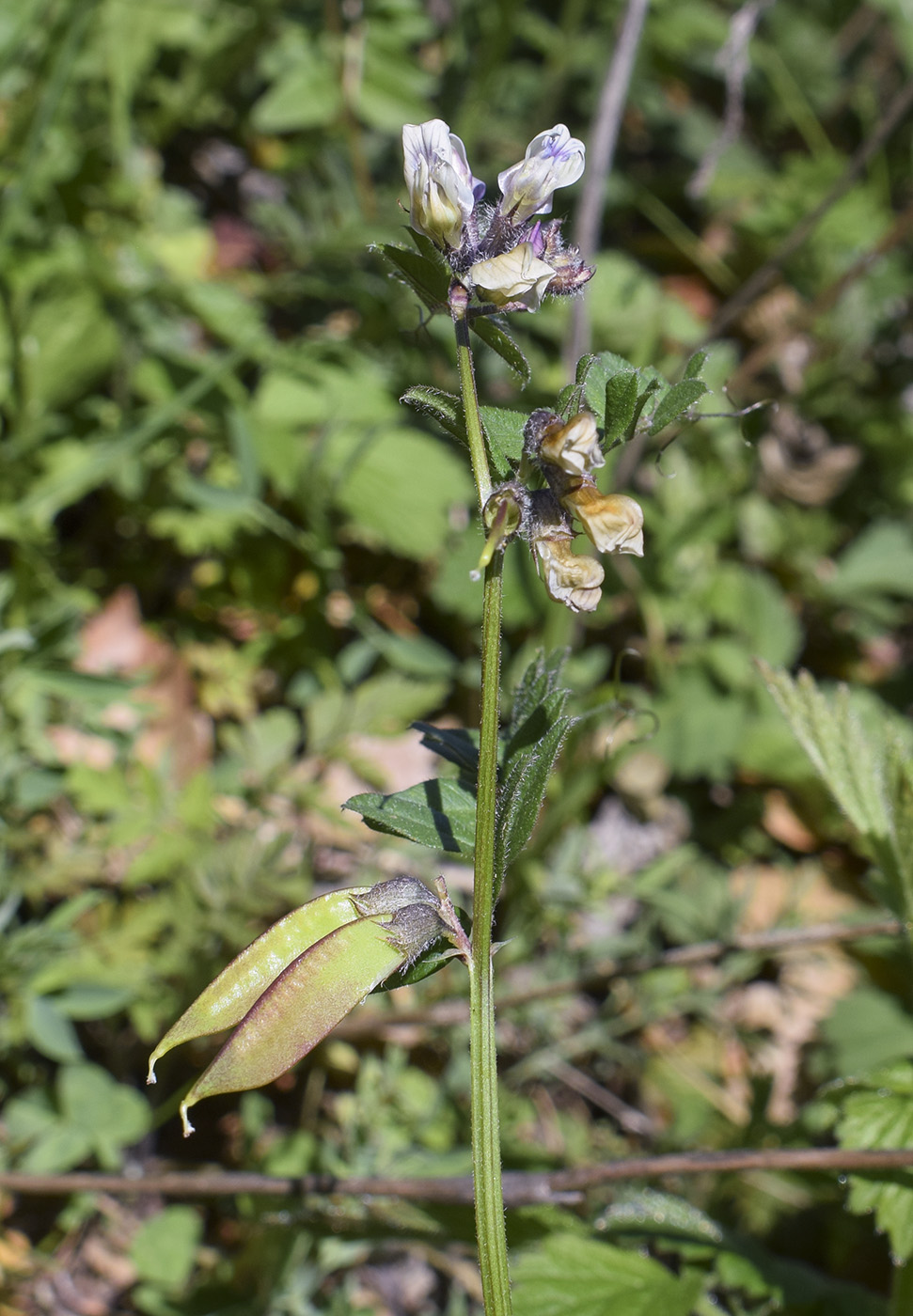 Изображение особи Vicia sepium.