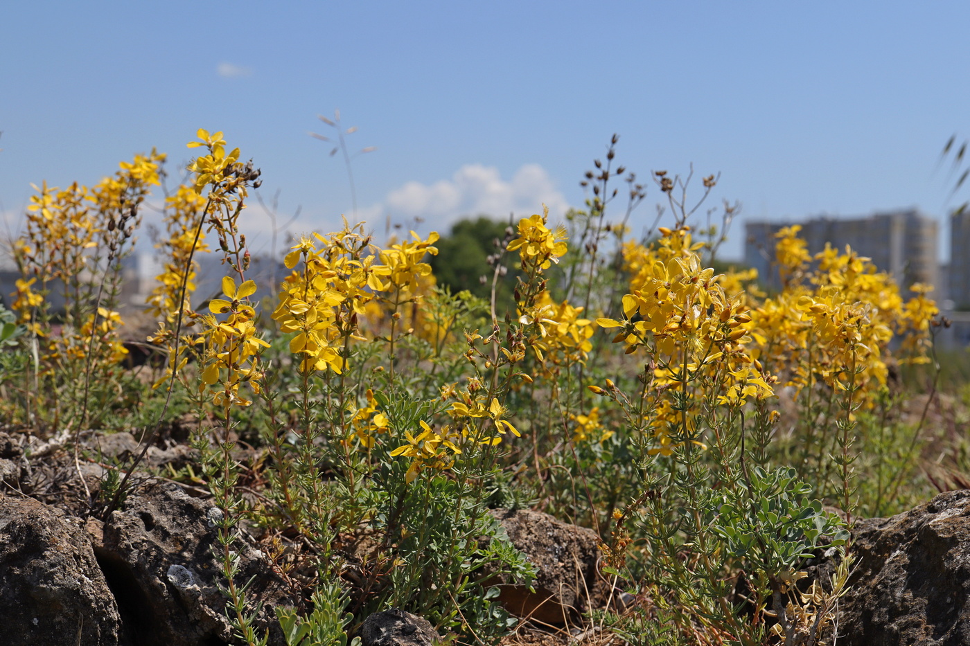 Image of Hypericum elongatum specimen.