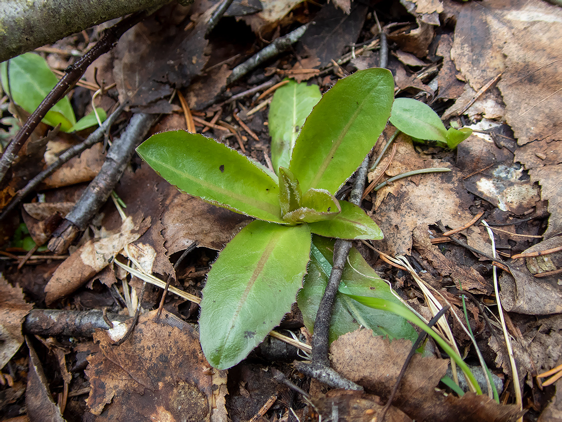 Изображение особи Trommsdorffia maculata.