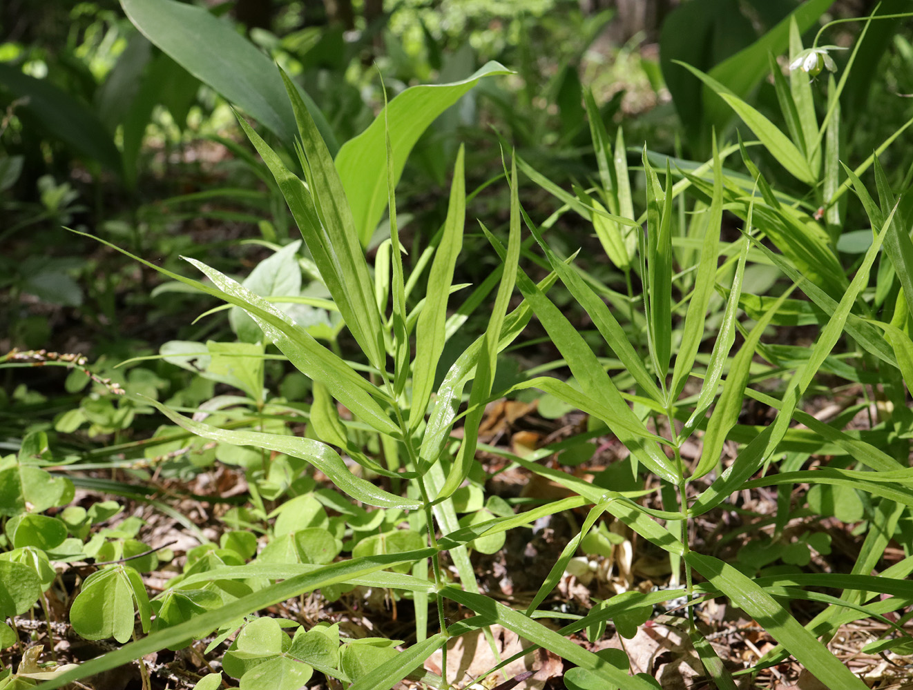 Image of Stellaria holostea specimen.