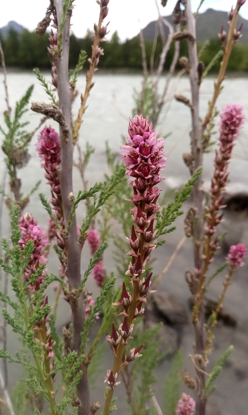 Image of genus Myricaria specimen.