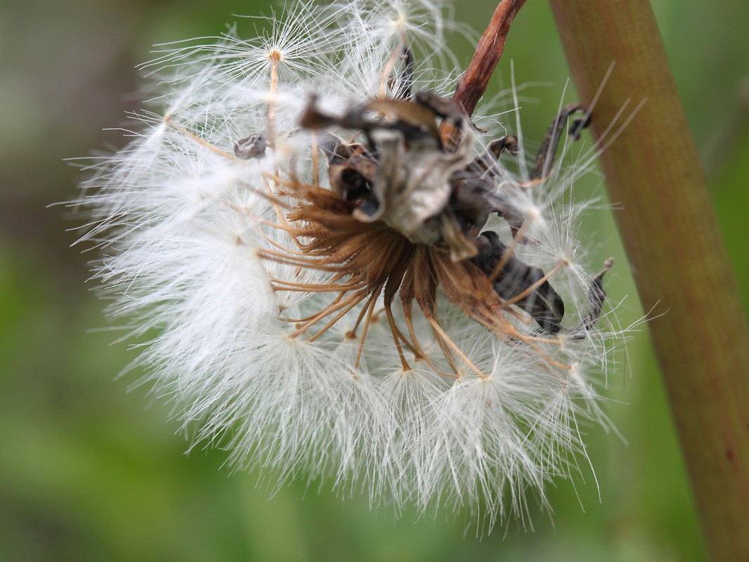 Image of Taraxacum nivale specimen.