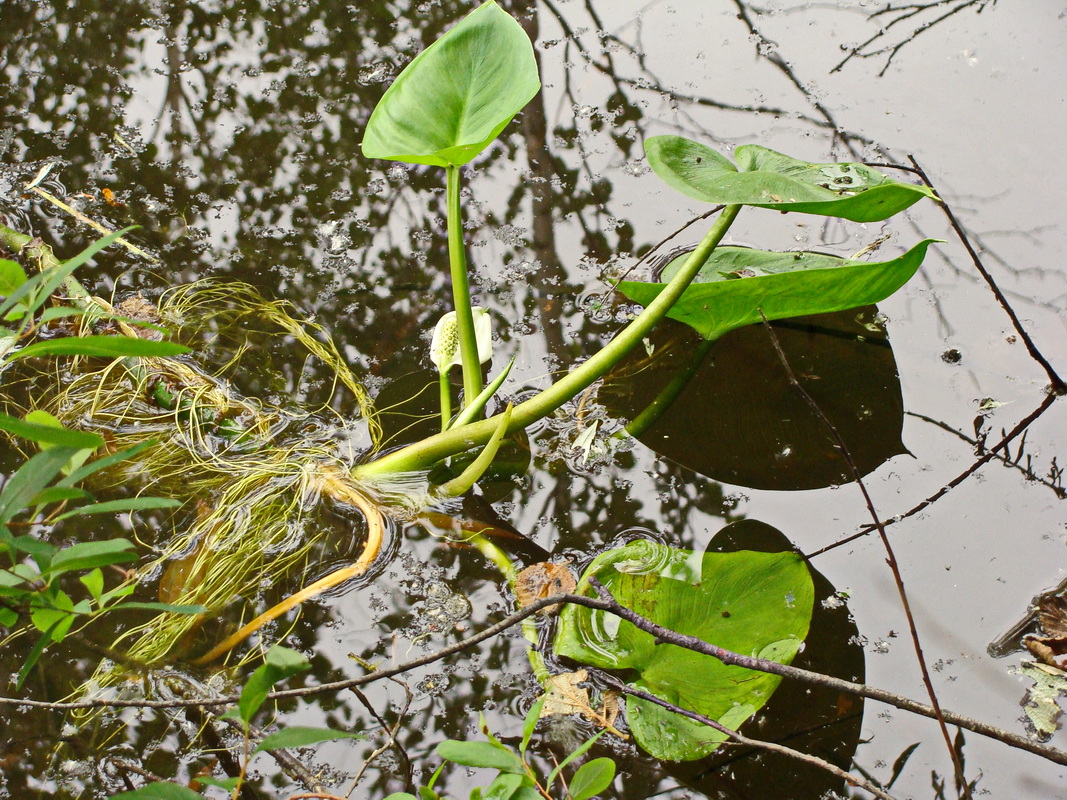 Image of Calla palustris specimen.