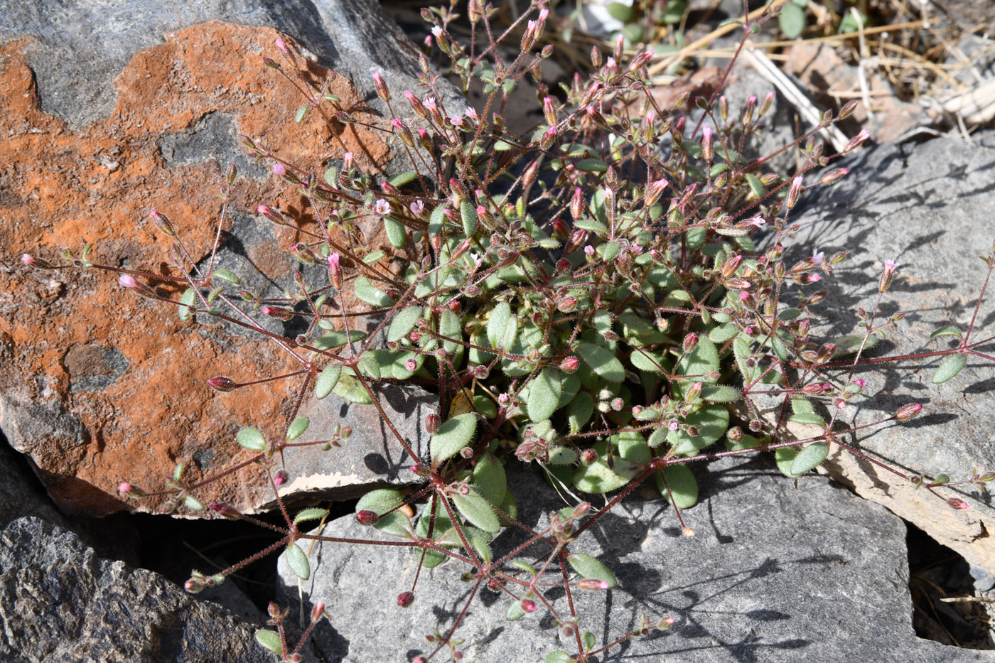 Image of Psammophiliella floribunda specimen.