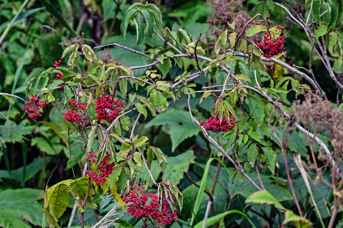 Image of Sambucus miquelii specimen.