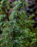 Juniperus sibirica. Часть ветви с незрелыми шишкоягодами и галлами. Красноярский край, Таймырский Долгано-Ненецкий р-н, плато Путорана, водопад Брат, опушка смешанного леса. 24.07.2023.