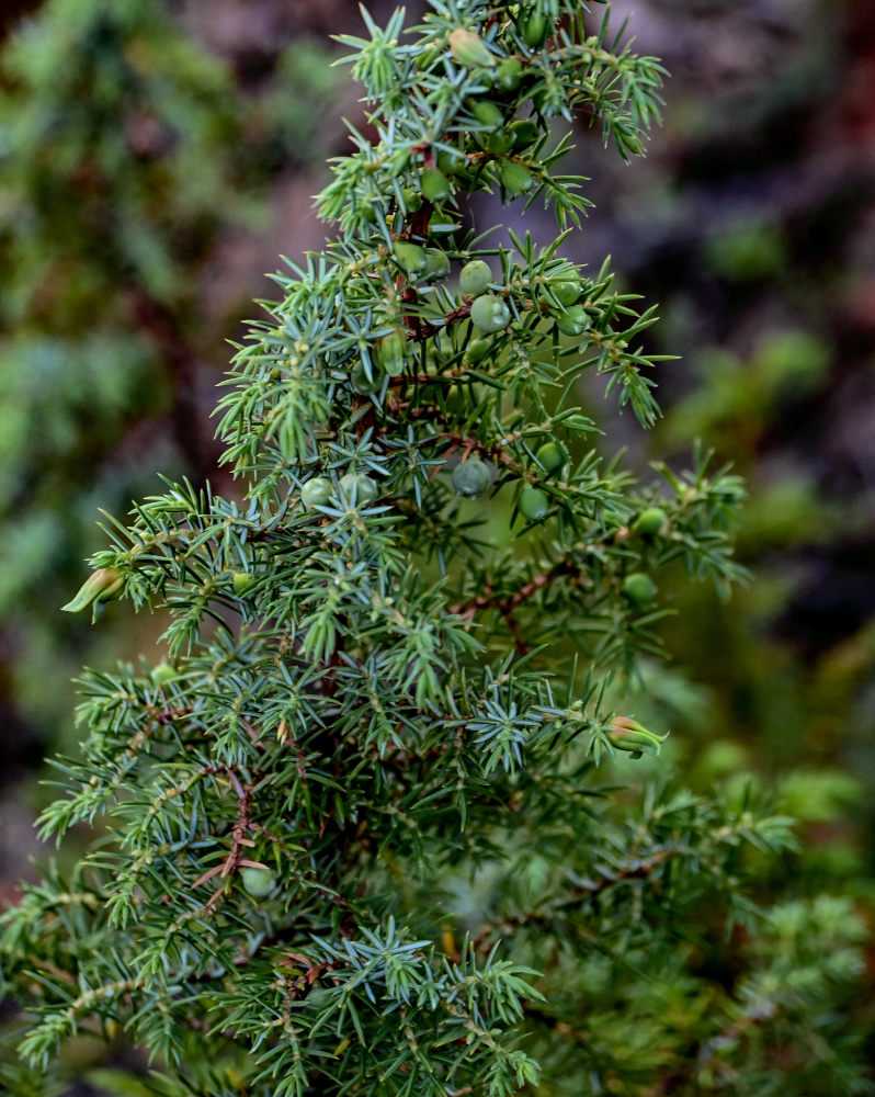 Изображение особи Juniperus sibirica.