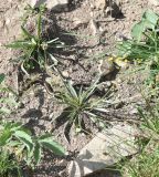 Plantago atrata. Плодоносящие растения. Чечня, Шаройский р-н, 3 км выше по долине р. Чадыри от с. Чайры, правый борт долины, грунтовая дорога среди луга. 24 июня 2024 г.