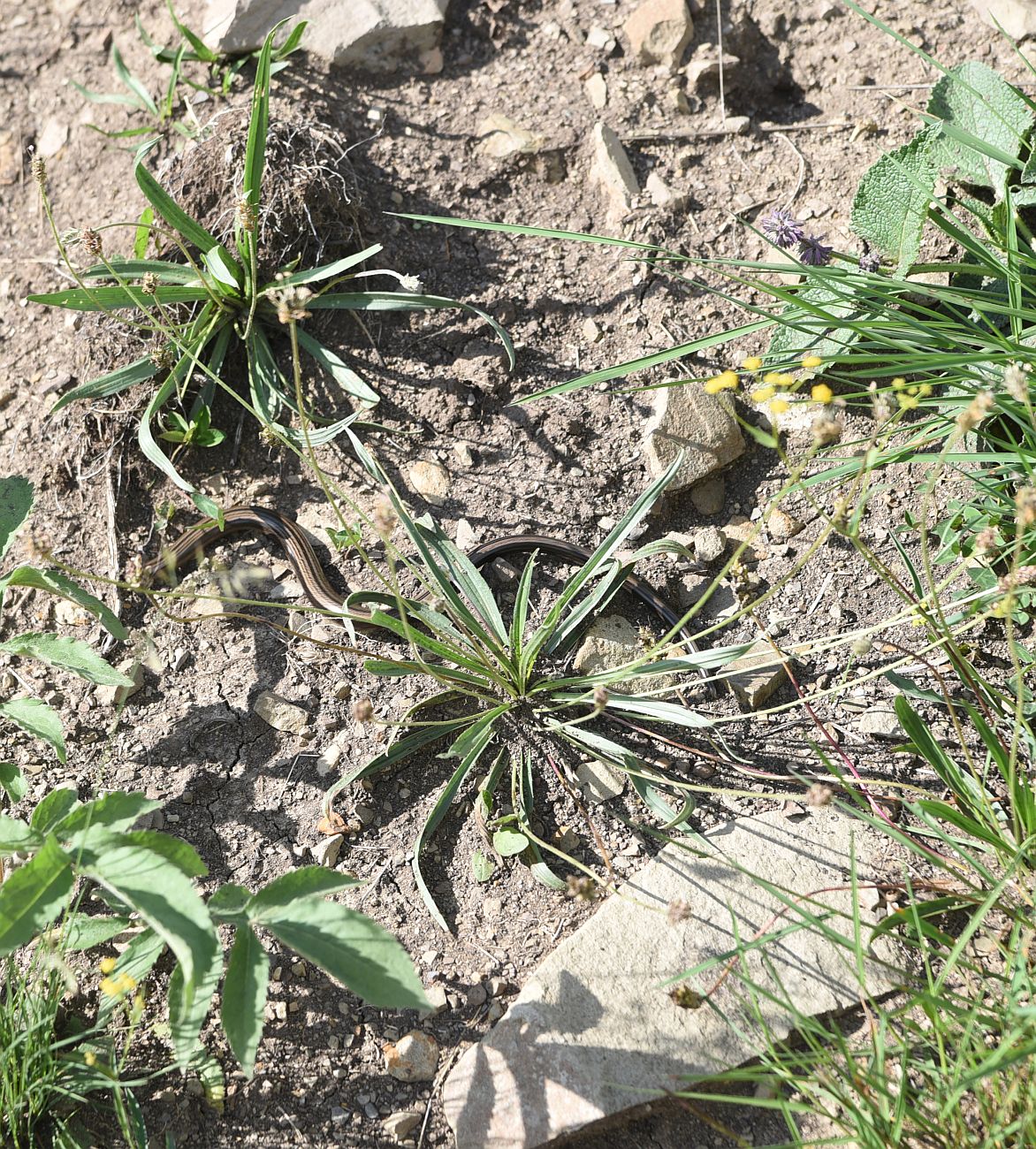 Изображение особи Plantago atrata.