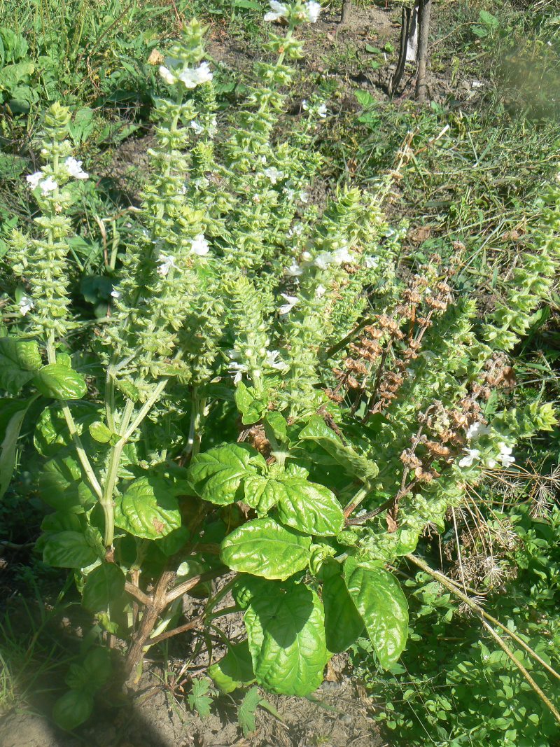 Image of genus Ocimum specimen.