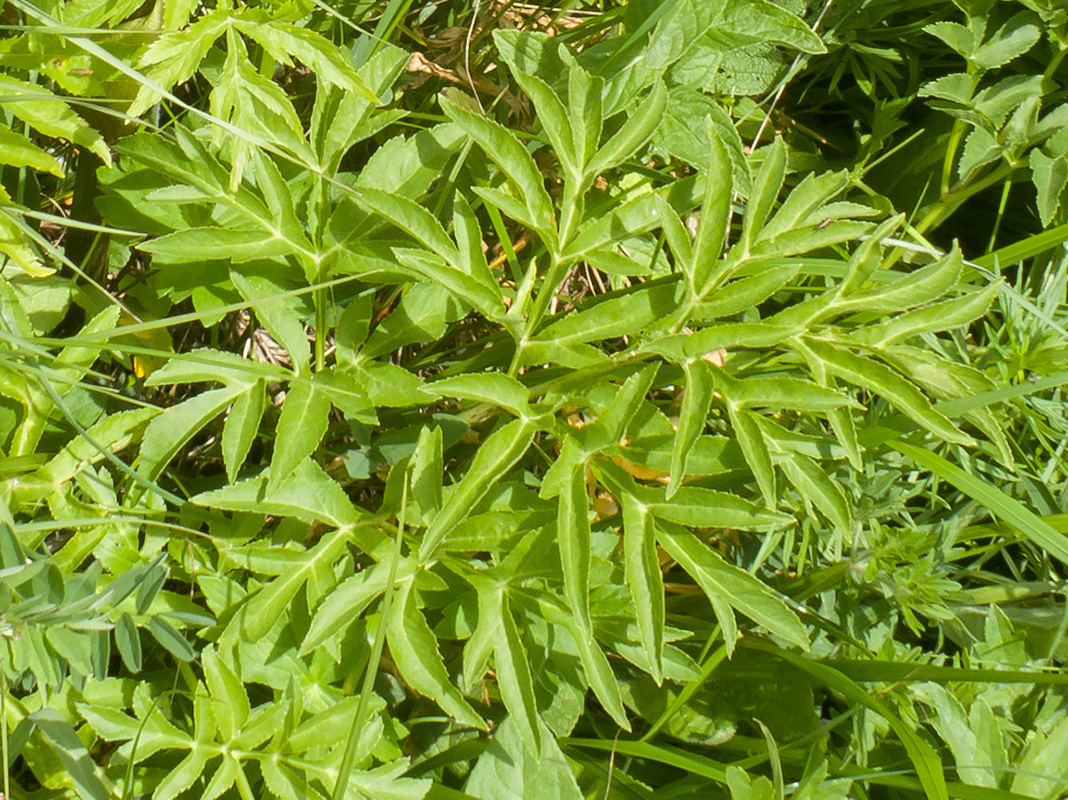 Image of Agasyllis latifolia specimen.