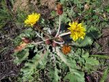 Taraxacum serotinum