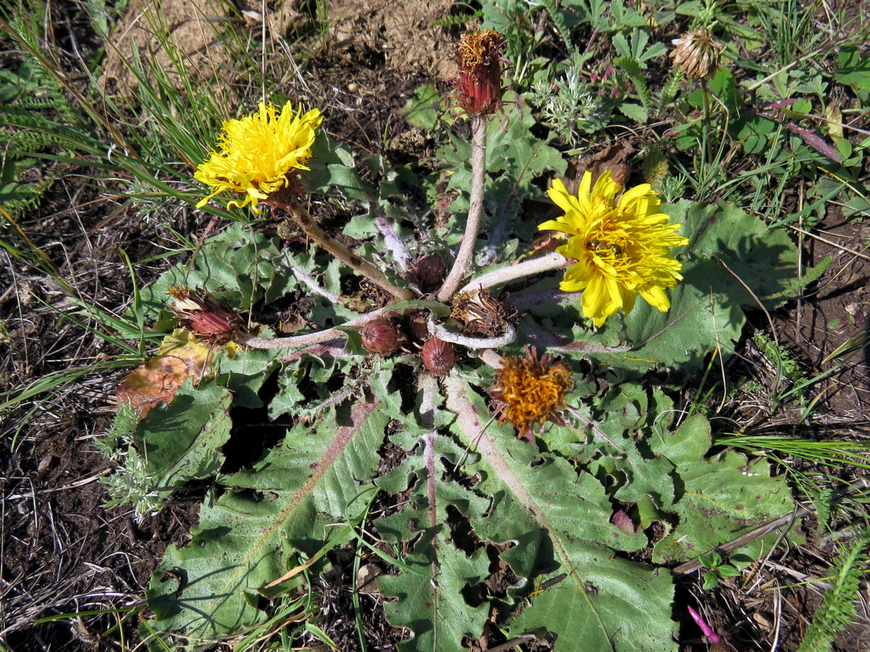 Image of Taraxacum serotinum specimen.