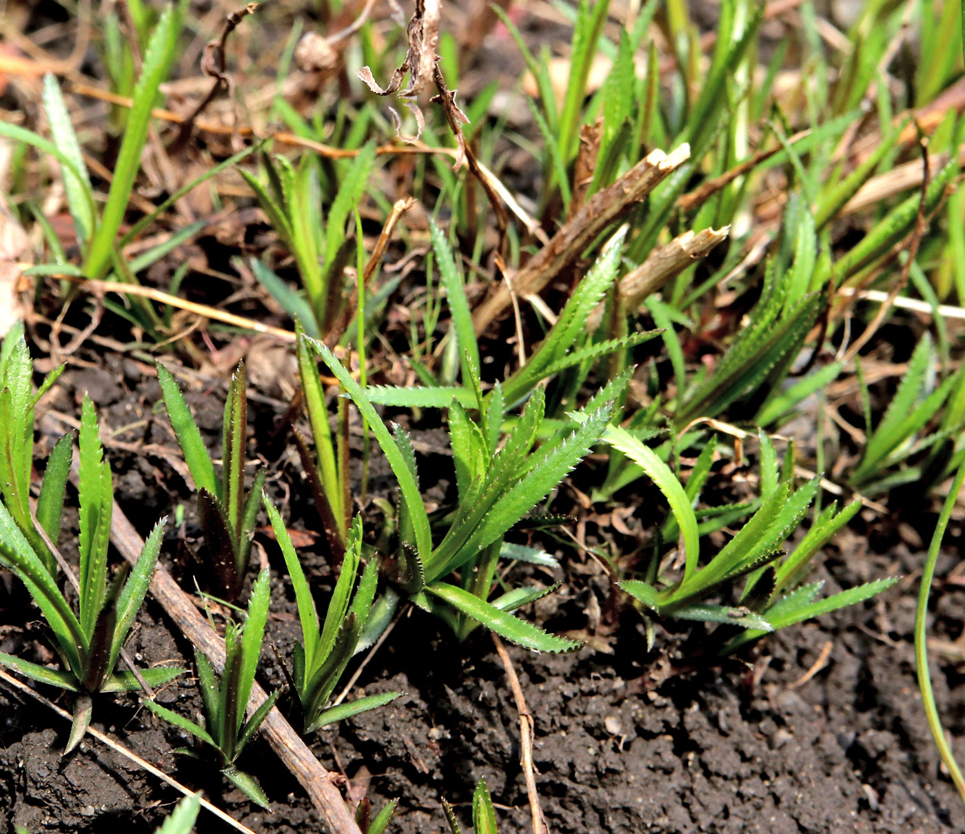 Изображение особи Achillea ptarmica.