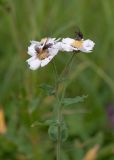 Achillea ptarmica подвид macrocephala. Верхушка цветущего растения с кормящимися мухами. Камчатский край, Елизовский р-н, берег оз. Тахколоч, луг. 04.08.2024.