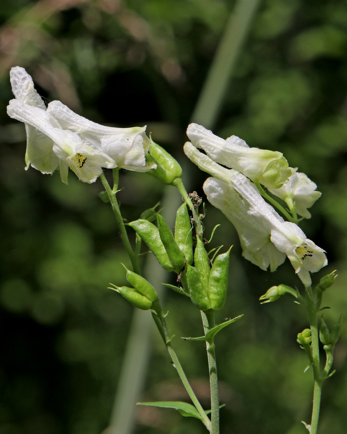 Изображение особи Aconitum lasiostomum.