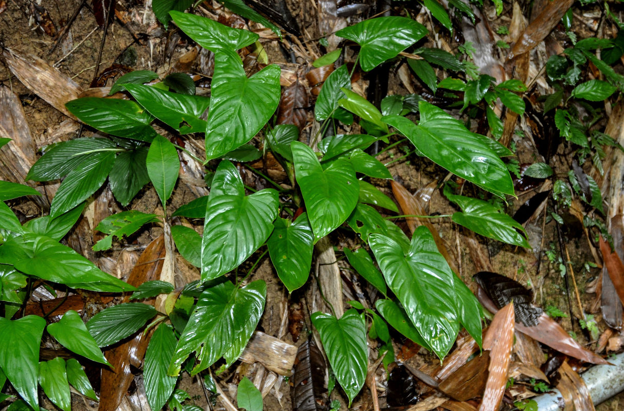 Image of genus Homalomena specimen.