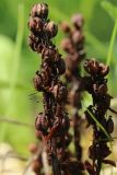 Hypopitys monotropa. Часть сухого прошлогоднего соплодия. Ленинградская обл., Волосовский р-н, окр. дер. Донцо, зеленомошно-травяной елово-сосновый лес на карбонатной почве. 22.06.2024.