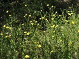 Linum nodiflorum