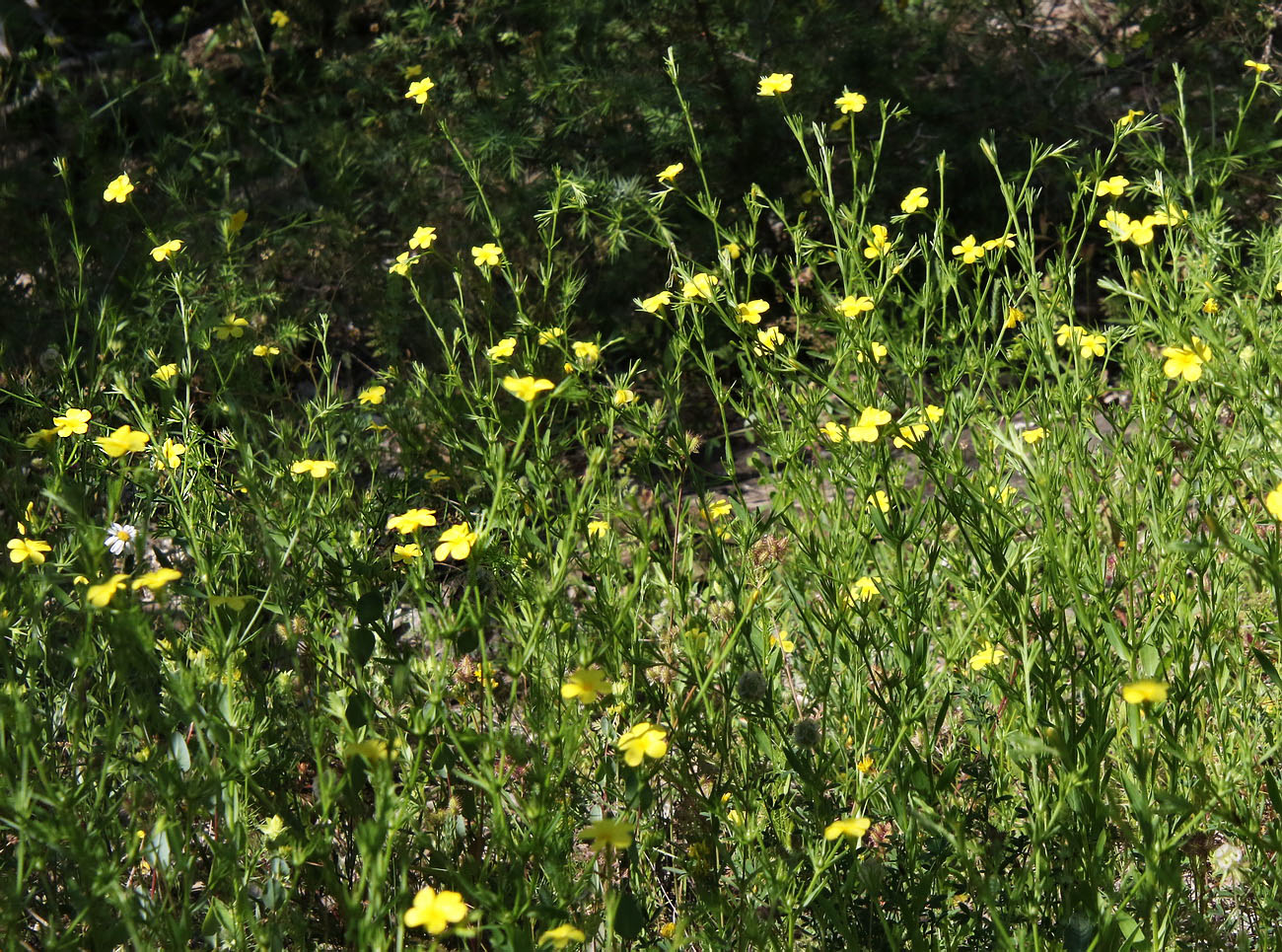 Image of Linum nodiflorum specimen.