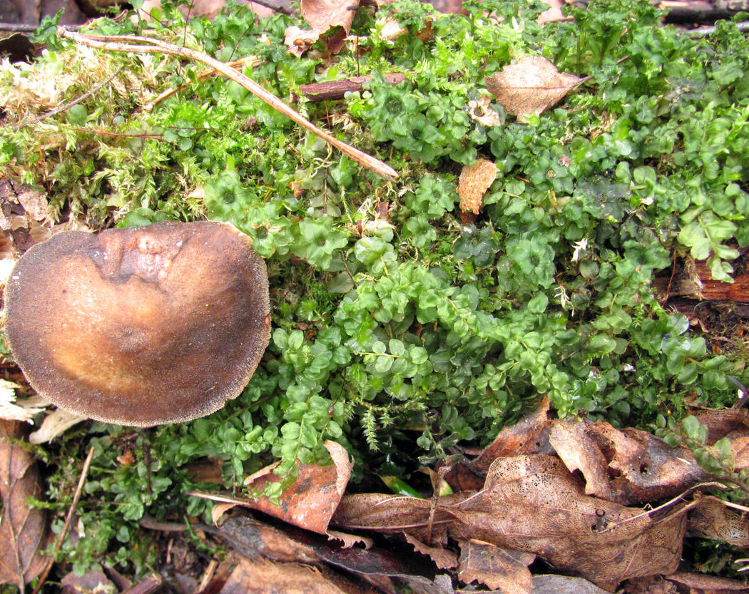 Изображение особи семейство Mniaceae.