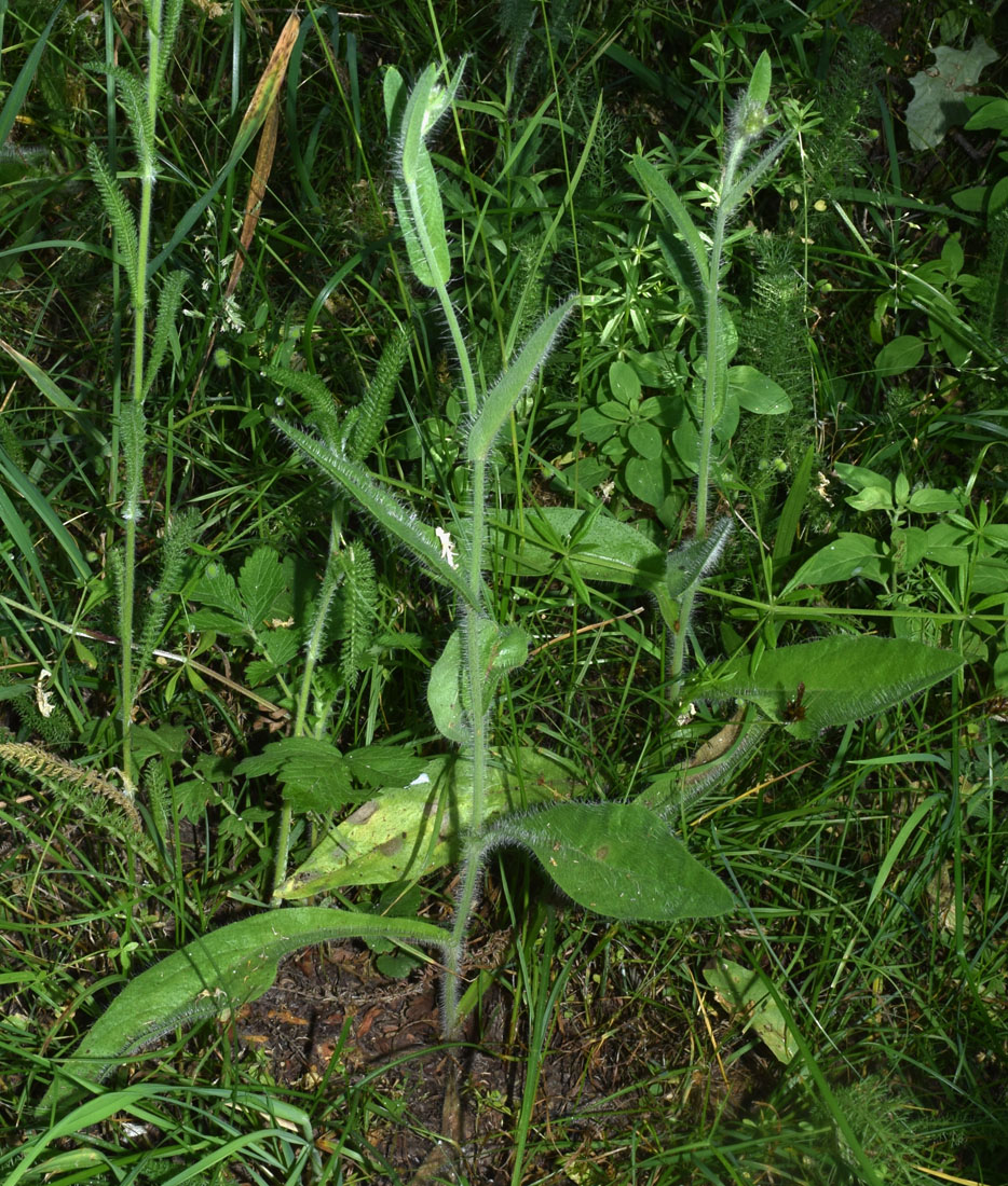 Image of Erigeron khorassanicus specimen.