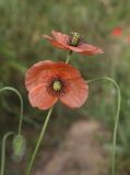 View full-size image Papaver dubium