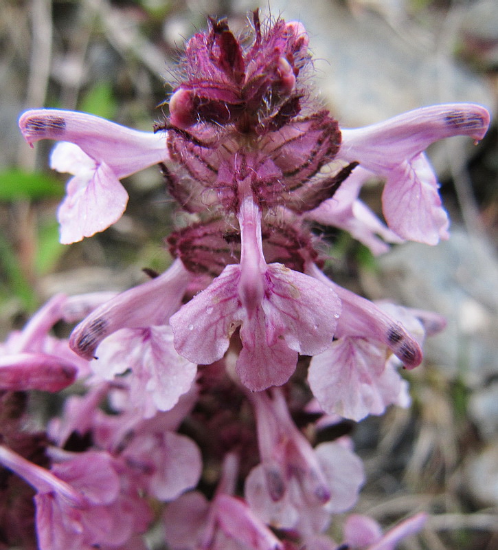 Image of Pedicularis verticillata specimen.