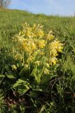 View full-size image Primula veris