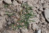 View full-size image Euphorbia inderiensis