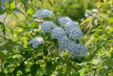 Смотреть изображение род Spiraea