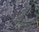 View full-size image unknown species