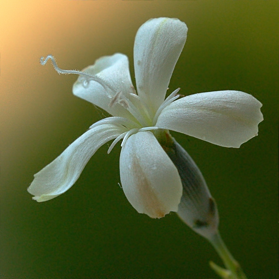 Изображение особи Dianthus marschallii.