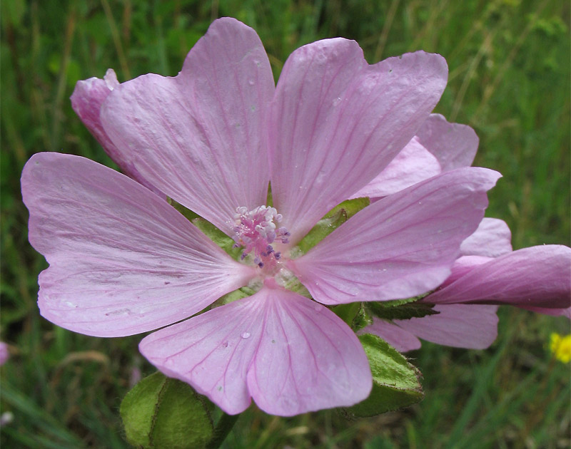 Изображение особи Malva moschata.