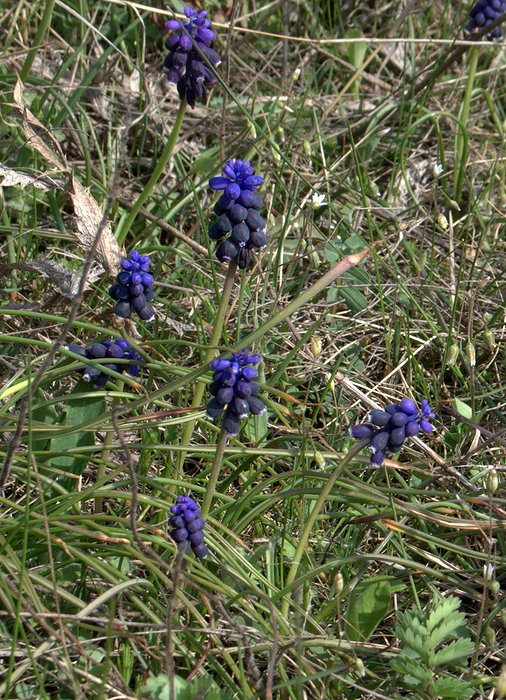 Изображение особи Muscari neglectum.