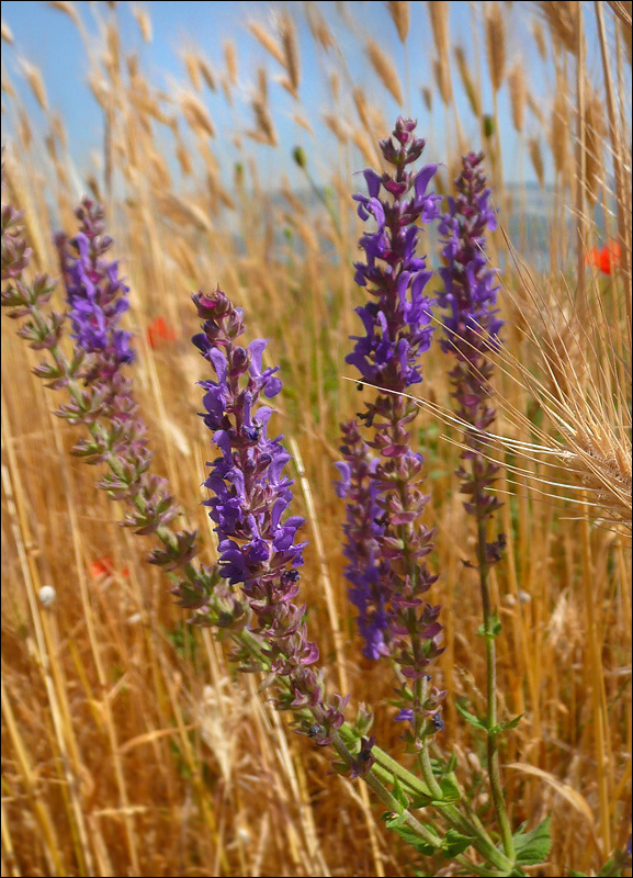 Изображение особи Salvia tesquicola.