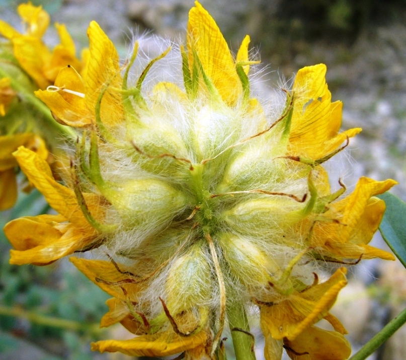 Image of Astragalus schahrudensis specimen.